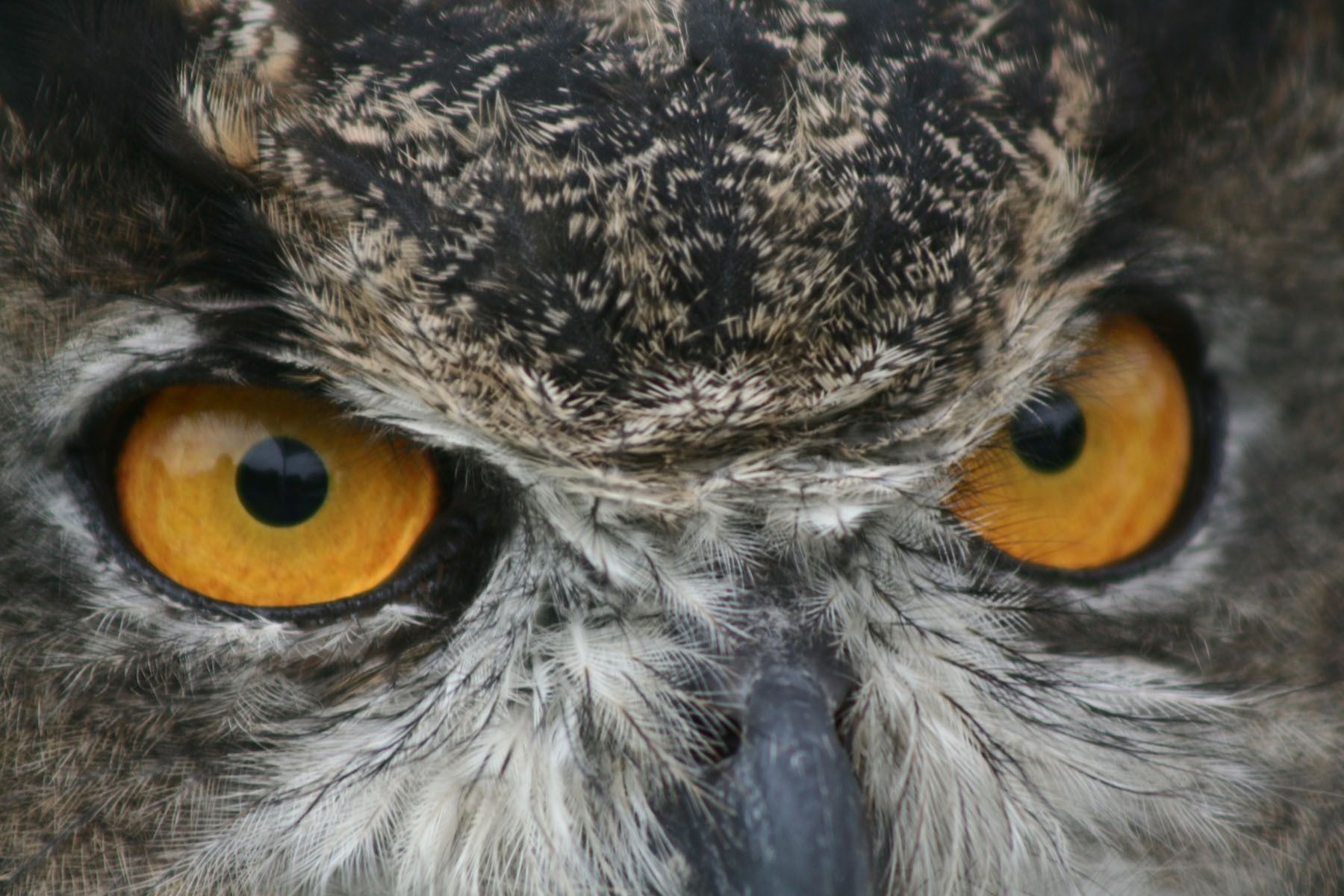 Great Horned Owl at John Heinz National Wildlife Refuge by Susan Rachlin/USFWS. Public Domain
